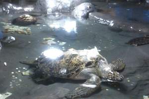 老虎滩极地海洋公园